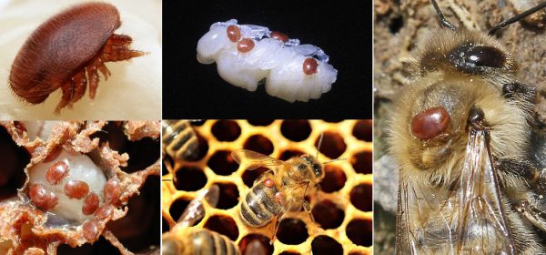 Groupe_varroa